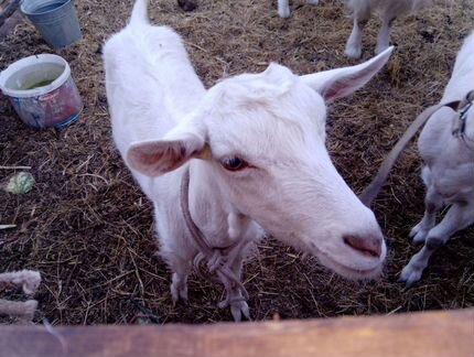 Зааненские козы дойные с козлом - фотография № 3