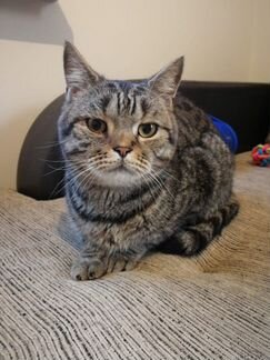 Кот шотландский мальчик 1год Барсик ласковый