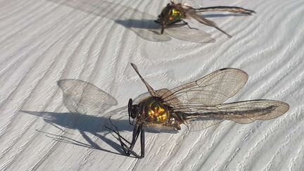 Стрекозы настоящие.мо