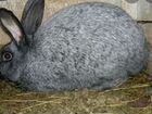 Кролики крупные породные