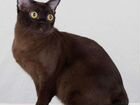 Вязка бурманская кошка объявление продам