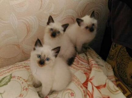 Котята сиамские (тайские)