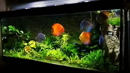 Оформление и обслуживание аквариумов