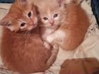 Котята мелкие рыжеватые персики