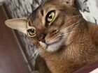 Абиссинский кот вязка 5 тыс объявление продам