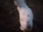 Мальчик обычная порода цвета рыжа белого котёнку 6 объявление продам