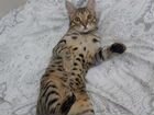 Бенгальский кот на вязку