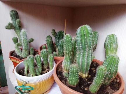 Комнатные растения