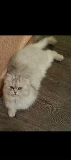 Персидская кошка ищет Кавалера
