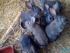Продам кролик, кролики. Кроликов мясной породы объявление продам