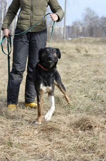 Собака Гера из приюта ищет семью