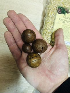 Макадамия самая крупная (класс А+)