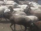 Баранчики, овцы, молодняк 1000 голов