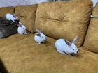 Ручные калифорнийские кролики объявление продам