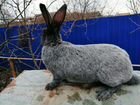 Кролики Палтавское серебро(Советское) объявление продам