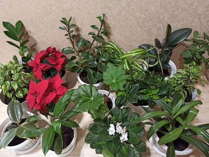 Комнатные растения в горшках