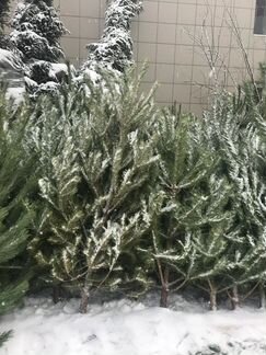 Сосна и ель живая новогодняя срезанная 4 метра