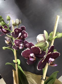 Фаленопсис мультифлора Беллинциона бабочка