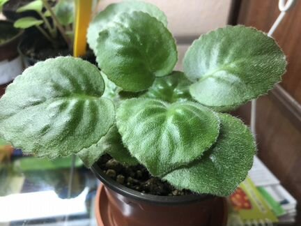 Фиалка Рс Княгиня Ольга