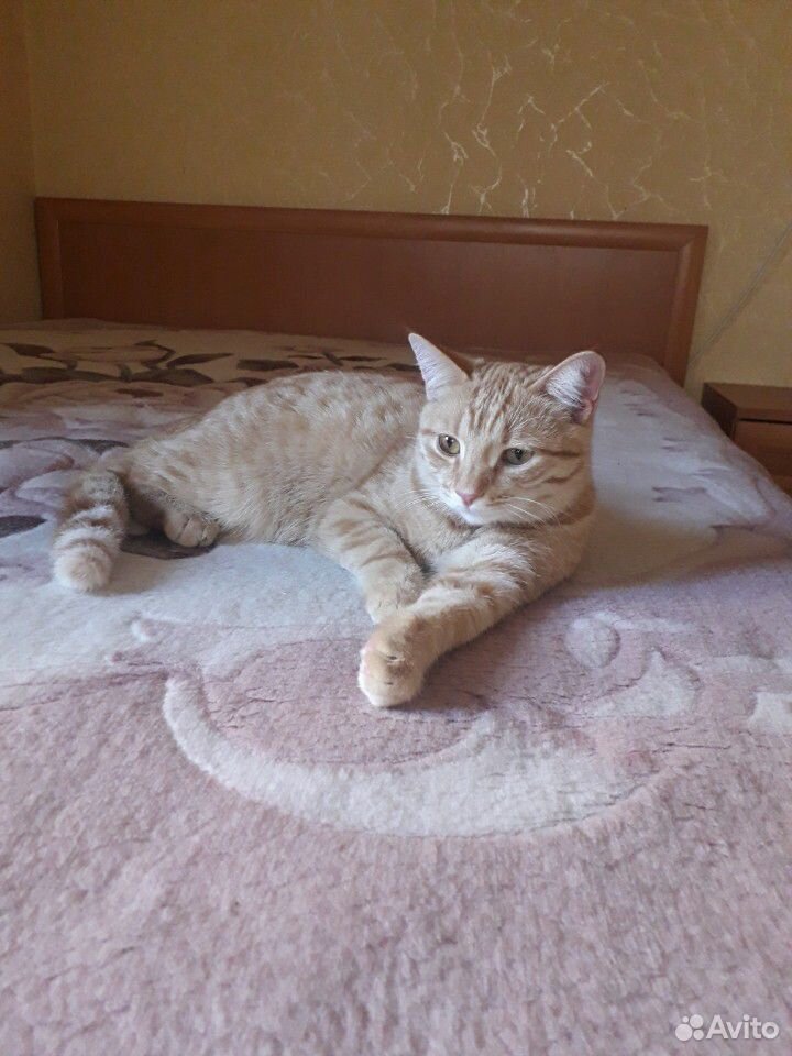 Кошка