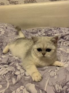 Британская шиншилла