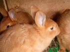 Кролики немецкий пёстрый великан новозеландский кр объявление продам