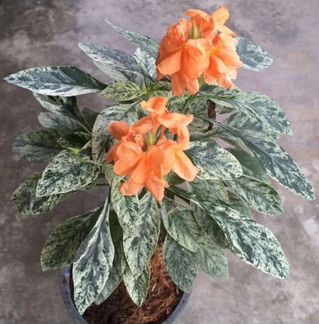 Кроссандра вариегатная