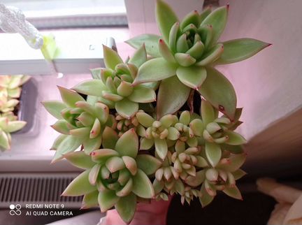 Мини-садик из эчеверии агавовидной