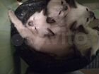 Котята породы Невская Маскарадная объявление продам