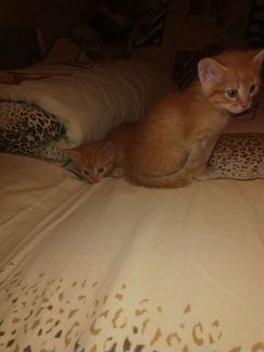 Рыжий котенок в добрые руки