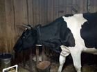Холмогорская порода коров объявление продам