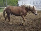 Лошадь русский тяжеловоз объявление продам