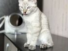 Сиамско-тайский котенок