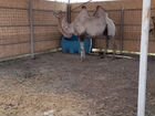 Продажа верблюдов объявление продам