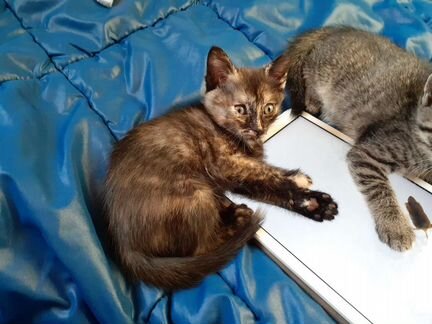 Котенок девочка