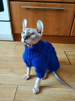 Вязаные свитера для сфинксов и других кошек