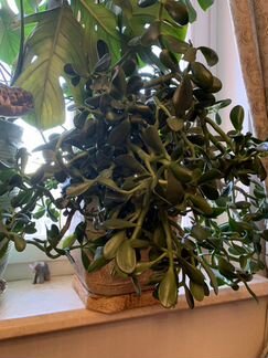 Денежное Дерево