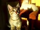 Котенок от кошки породы американский кёрл объявление продам