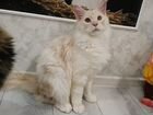 Настоящий самец котенок мей-кун объявление продам