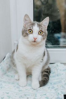 Особенная Мышка