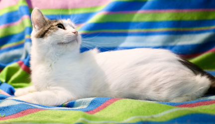 Роксолана - зеленоглазая девочка ищет дом