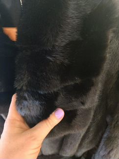 Шуба черная норка