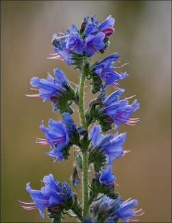 Семена синяка обыкновенного (1кг.)