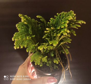 Растение комнатные