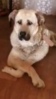 Собака в дар а добрые руки