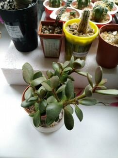 Адромискус Шулдиана коллекционный