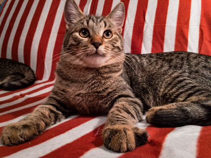 Котик 6 месяцев ищет своих любящих хозяев