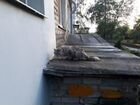 Красивая персидская кошка оказалась на улице