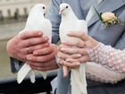 Аренда голубей на свадьбу объявление продам