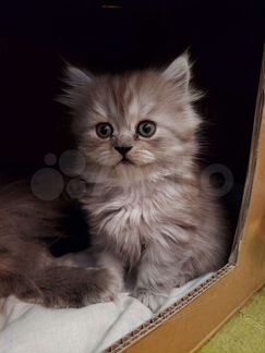 Персидский котята
